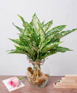 cây ngọc ngân thủy sinh
