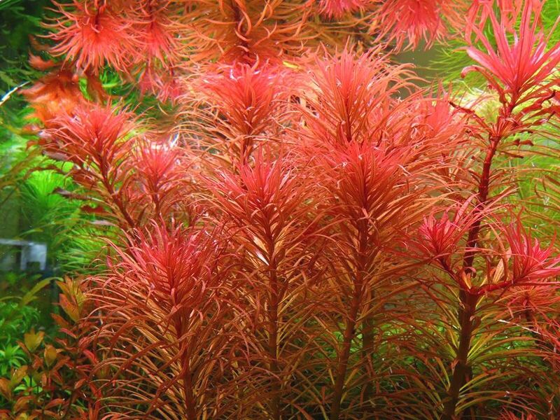 Đặc điểm của cây thủy sinh Hồng Thái Dương