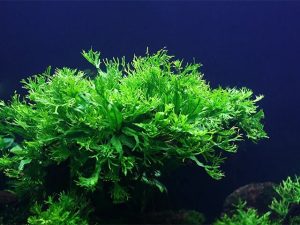  Một số loại cây dương xỉ thủy sinh được ưa chuộng nhất hiện nay