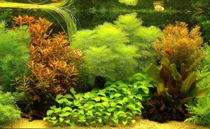 excellent aquascaping design with gorgeous and colorful plants stunning aquarium aquascape design ideas amazing beautiful reef aquascape tank with nice rock layout adorable aquascaping design 1