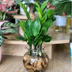 cây kim tiền thủy sinh