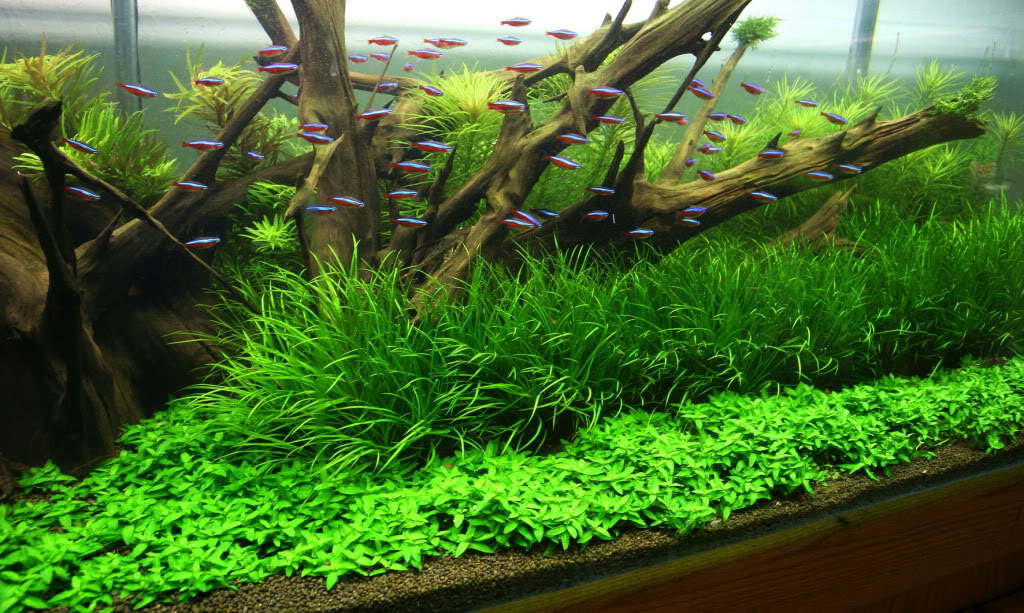 Cách chăm sóc cây cỏ nhật trong hồ cá thuỷ sinh 