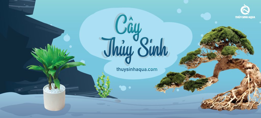 Cay thuy sinh