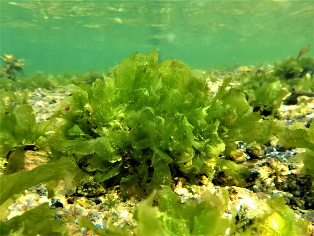  San hô – Cây thuỷ sinh nước mặn hàng đầu 