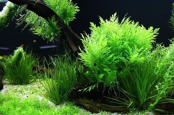 Thủy Sinh Aqua