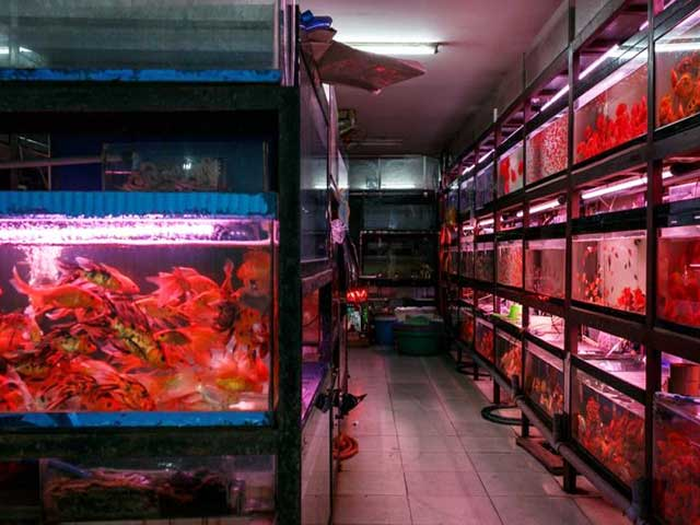 Betta Fish Shop – Chuyên cung cấp cá cảnh đẹp, uy tín tại Thủ Đức