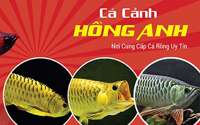 Cá Cảnh Hồng Anh – Shop cá cảnh Sài Gòn uy tín