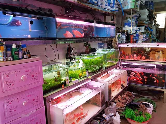 Cá kiểng Thủ Đức – Chuyên bán cá kiểng đẹp, giá rẻ tại quận Thủ Đức
