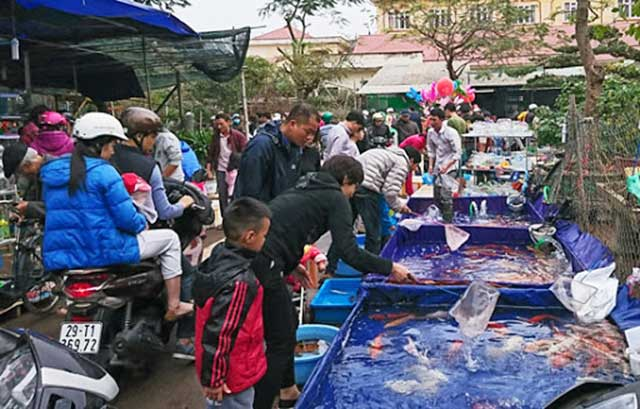 Chợ Cá Cảnh Sài Gòn Quận 5 – Tập trung nhiều Cửa Hàng Cá Kiểng Sài Gòn