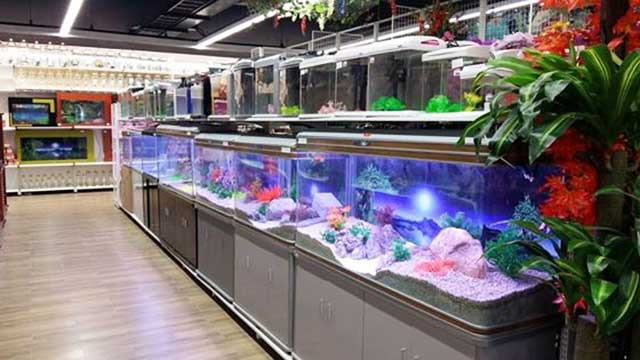 Cửa hàng cá kiểng Hồng Ngọc – chuyên cung cấp cá cảnh số lượng nhiều tại Thủ Đức