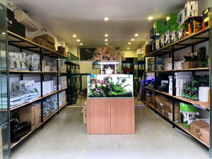 Long Hoa Cá cảnh – tiệm cá cảnh Thủ Đức uy tín