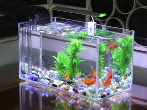Những tác dụng của cá cảnh đem lại