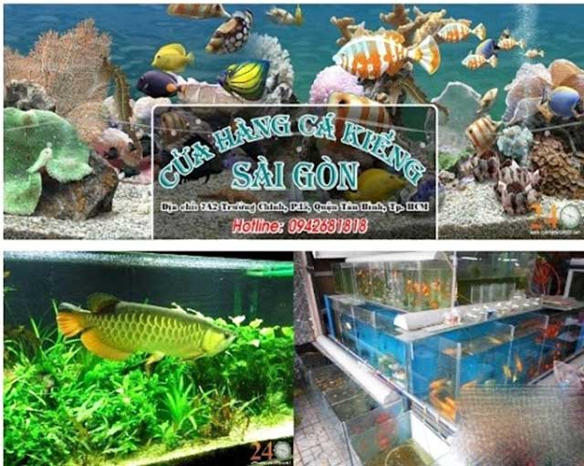 Shop Cá Cảnh Sài Gòn – Cửa hàng cá cảnh nổi tiếng tại Sài Gòn