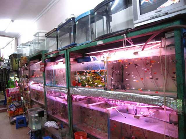 Thiên Đường Cá Cảnh – Shop bán Cá Kiểng TPHCM