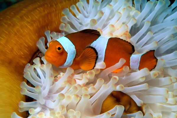 Đặc điểm hình thái của cá hề Nemo