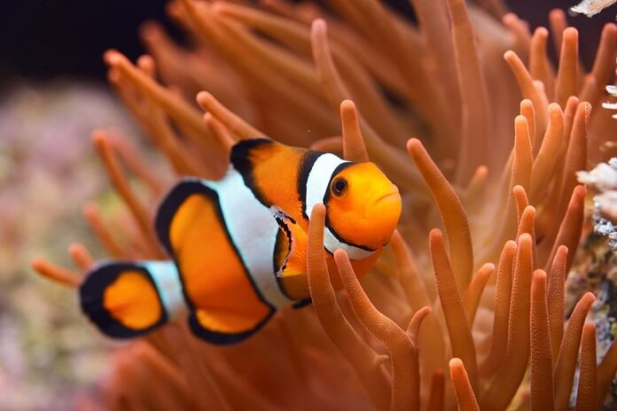 Đặc điểm cá hề Nemo