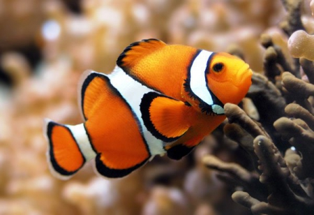 Cách cho ăn cá hề Nemo