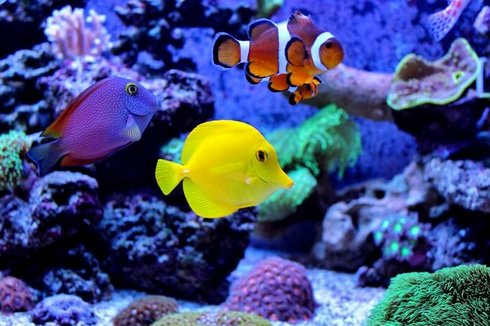 6 thông số chất lượng nước cho bể cá Nemo trong tự nhiên