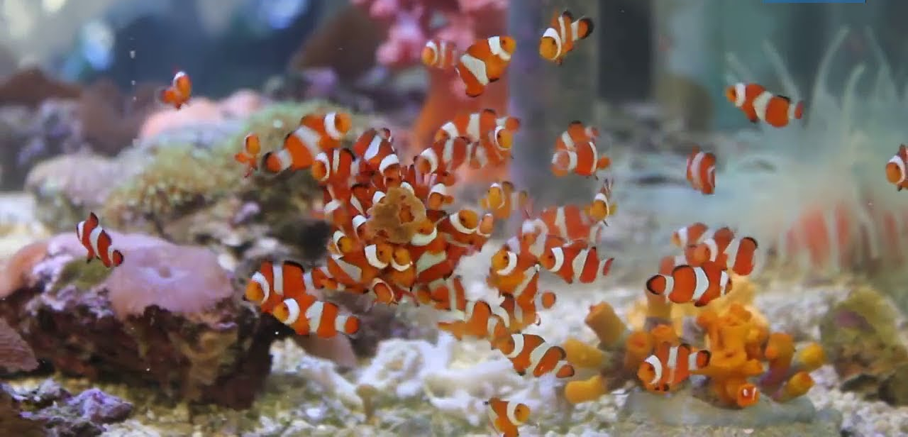Hệ thống lọc và ánh sáng cho bể nuôi Cá Hề Nemo