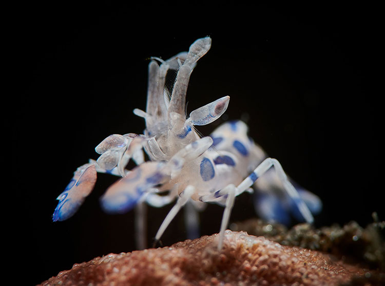 Tôm hồng (Peppermint Shrimps) và tôm Harlequin