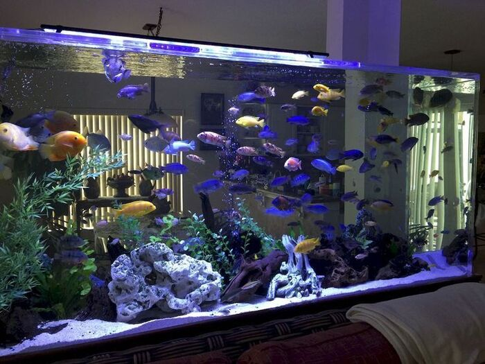 Bể cá rồng kết hợp với tường ngăn – 9 mẫu bể cá rồng đẹp