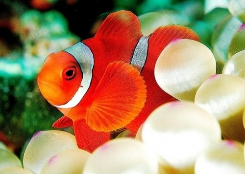 Đặc điểm cá hề Nemo