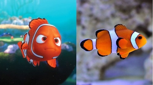 Mua, bán cá hề Nemo ở đâu? Giá bao nhiêu tiền?