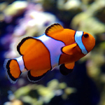 Cá hề Nemo