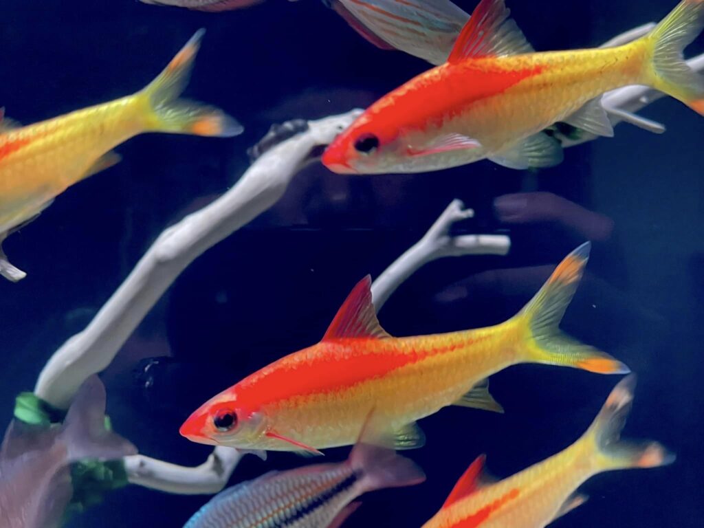 Cá Hồng Mi Vàng Cá Hồng Mi Vàng