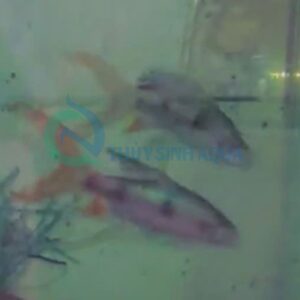 dawkinsia tambra longfin