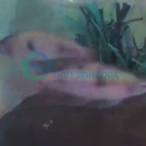 dawkinsia tambra longfin