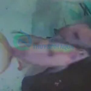 dawkinsia tambra longfin