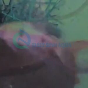 dawkinsia tambra longfin