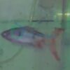 dawkinsia tambra longfin