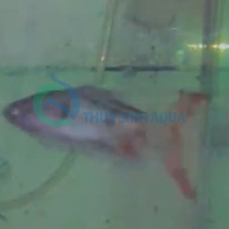 Tambra longfin (dawkinsia tambra longfin) dawkinsia tambra longfin