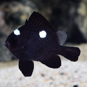 Cá Domino – Domino Damselfish