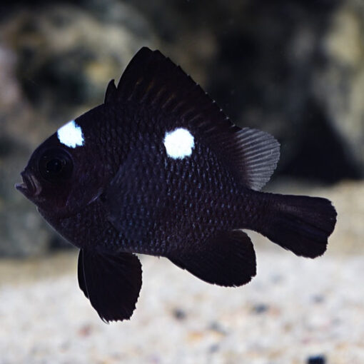 Cá Domino – Domino Damselfish Cá Domino – Domino Damselfish