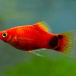 Các loại cá cảnh nhỏ dễ nuôi cho người mới chơi