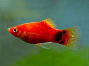 Các loại cá cảnh nhỏ dễ nuôi cho người mới chơi