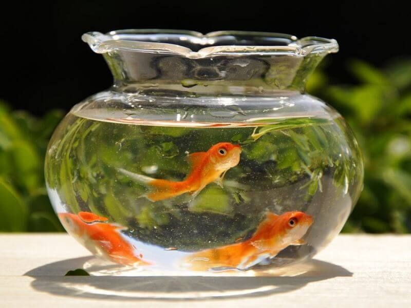 Cách nuôi cá cảnh đơn giản cho người mới chơi Các lưu ý để nuôi cá cảnh khỏe mạnh