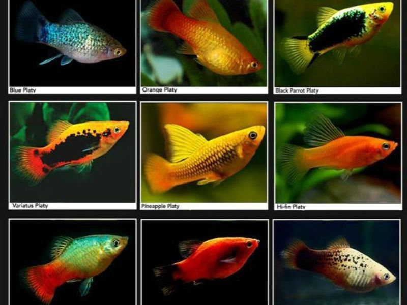 Top các loại cá cảnh nhỏ cho người mới chơi Cách chăm sóc cho các loại cá cảnh nhỏ