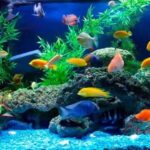 Tiêu chí lựa chọn cá cảnh dễ nuôi nhất