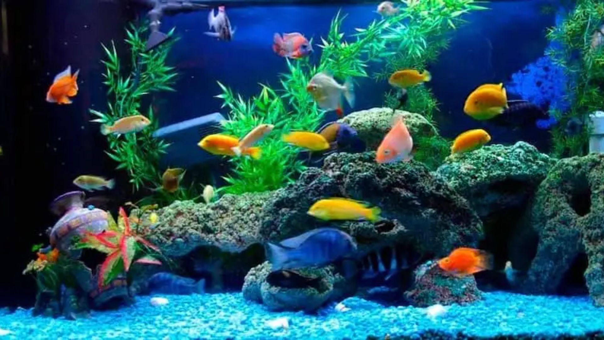 Các loại cá cảnh dễ nuôi không cần oxy, hợp phong thủy Tiêu chí lựa chọn cá cảnh dễ nuôi nhất